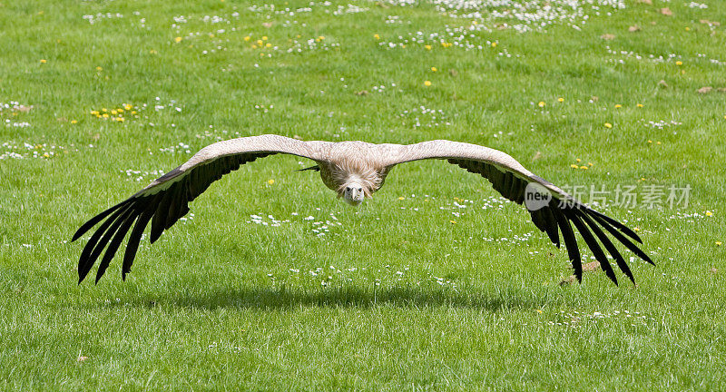 飞狮鹫(Gyps fulvus)